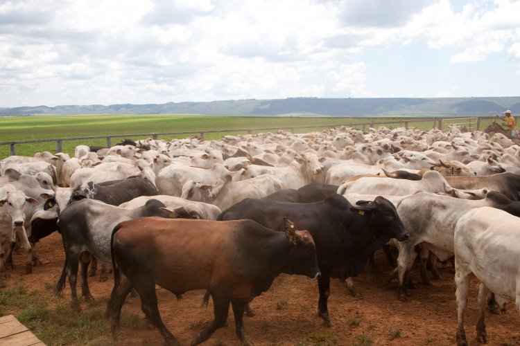 PRODUÇÃO RURAL - Dados de rebanhos devem ser atualizados até o dia 30 de junho